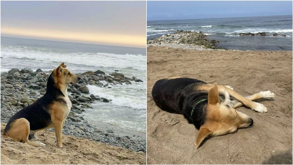 Lo más tierno que verás: Vaguito, el perro que lleva años esperando a su dueño que murió en el mar (FOTO)