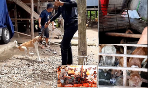 Escabrosas imágenes: Perros son arrastrados a la muerte para vender su carne en calles de Indonesia