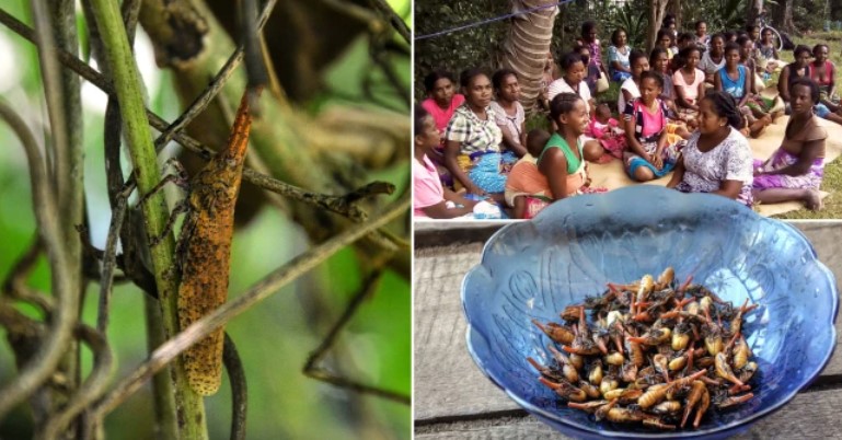 El insecto que “sabe a tocino” podría ayudar a salvar a Madagascar del hambre