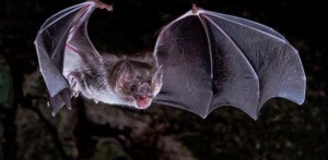 Fin del misterio: revelaron por qué a los murciélagos vampiros les “encanta” la sangre