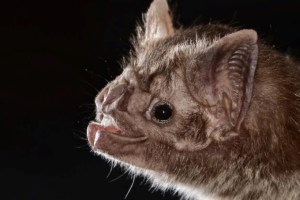 Detectan murciélagos con rabia en Machalí, Chile