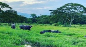 Fotos sensibles: Robaron y descuartizaron decenas de búfalos en una finca de Zulia
