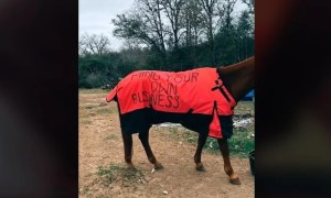 Abrigó a su caballo, su vecino la acusó de maltrato animal y ella se vengó (VIDEO)