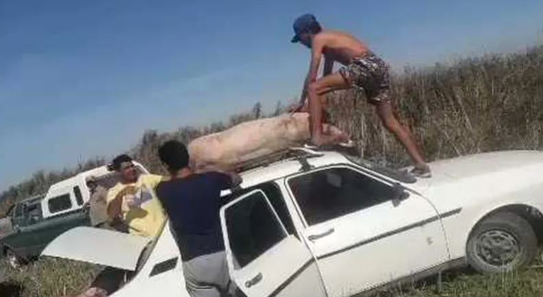 Decadente y repulsivo VIDEO registró como en Argentina saquearon un camión lleno de cerdos