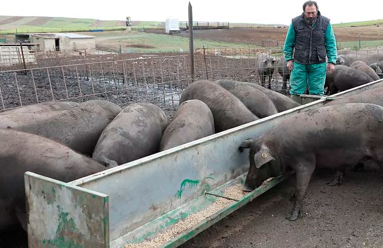 Cerdos se comen entre ellos, consecuencia de huelga de transporte en España