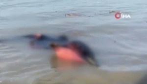 Encuentran más de 20 delfines muertos en una playa de Turquía
