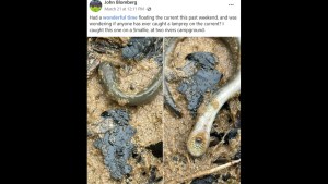 “Que Dios se apiade de nosotros”: Pescador encontró aterrador espécimen en río de Misuri
