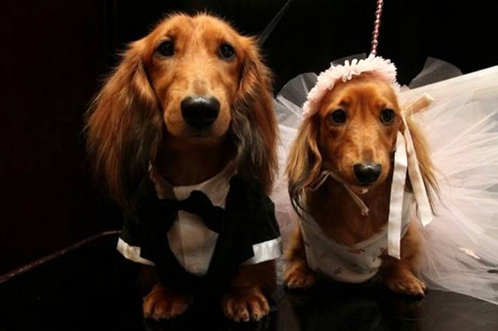 Una boda masiva de perros en EEUU aspira entrar en el Libro Guinness
