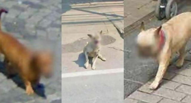¿Por qué Google Maps difumina las caras de los perros?