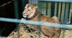 Trasladan seis leones desde Keiv hasta Bélgica y España debido a la guerra
