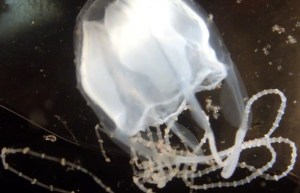 “El veneno llegó hasta el corazón”: Fue a una playa en Australia y lo picó la medusa más letal