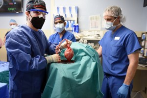 Especialista de EEUU revela cómo los cerdos salvarán miles de personas a través de trasplantes de órganos