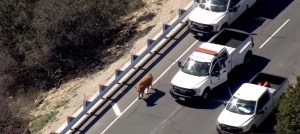 Vaca fugitiva detuvo el tráfico en una autopista californiana por muuuuuuuuuu…cho tiempo (VIDEO)