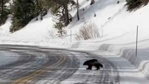 Captan en VIDEO uno de los animales más extraños en el parque Yellowstone