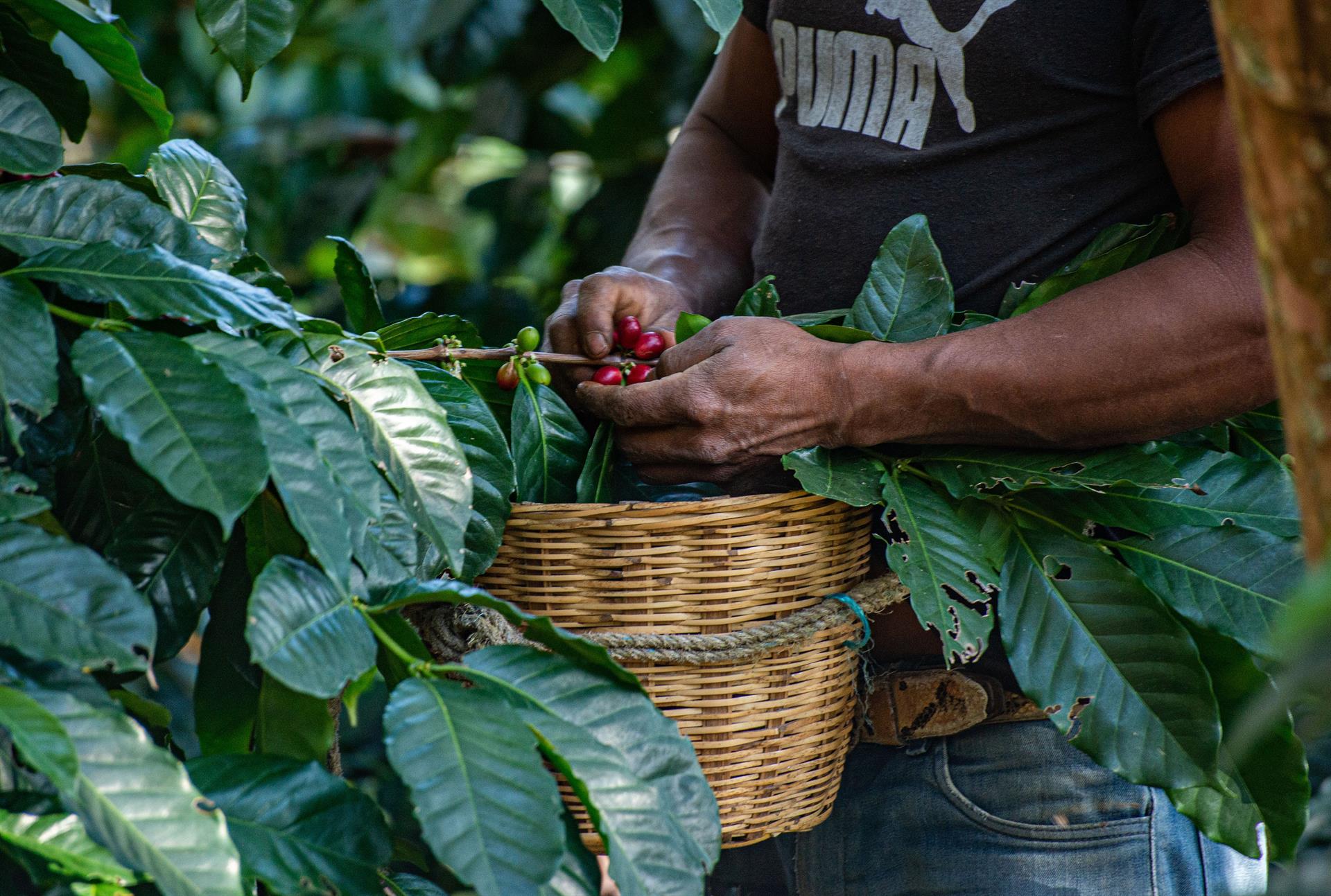 Beber café, un placer cada vez más costoso en América Latina (Fotos)