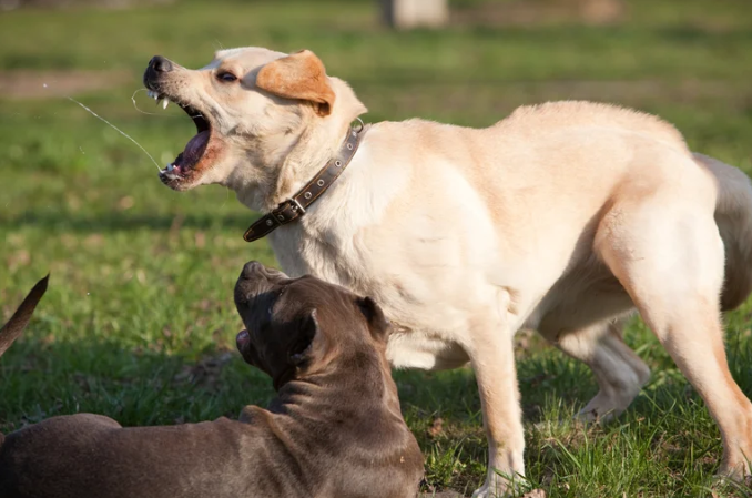 Las doce formas en las que un perro puede agredir y cómo anticiparse