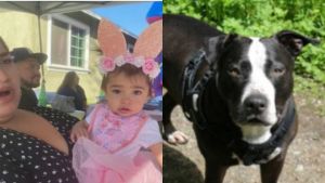 “Era mi hija o él”: madre mató a puñaladas a su pitbull para salvar a su bebé en California