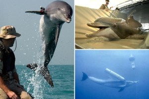 EN DETALLES: El ejército de delfines “militarizados” que utiliza la Armada de EEUU para proteger bases navales