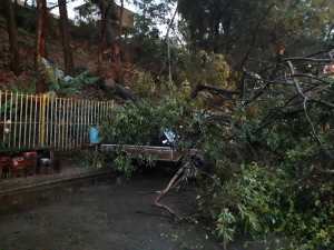 Caída de un árbol en Catia acabó con la vida de un PNB