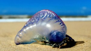 Alerta en Florida: Extraña criatura marina con tentáculos venenosos causa terror en las playas