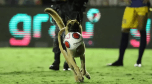 Firulais se volvió loco: Perro policía se aburrió del trabajo e ingresó a un partido de fútbol (VIDEO)