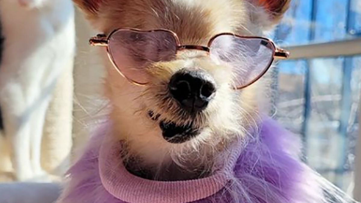 Chicago de moda canina: El perro ciego más “fashion” tiene 641 conjuntos y usa uno nuevo todos los días