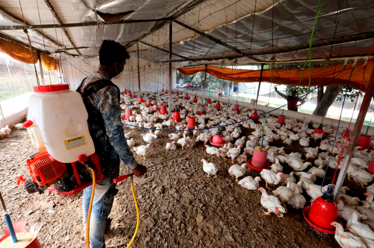China detecta el primer caso humano de gripe aviar H3N8