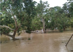 EN IMÁGENES: lluvias causan estragos en más de tres mil hectáreas productivas al sur del Lago de Maracaibo