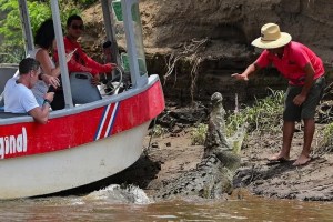 Peligrosa costumbre: los cocodrilos que son alimentados por los turistas