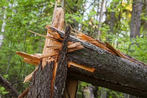 Tragedia en Indiana: árbol se partió por la mitad y mató a dos hermanos al caerle encima