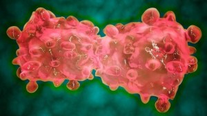 Descubren el primer anticuerpo que ataca las células madre del cáncer: frena la propagación de tumores
