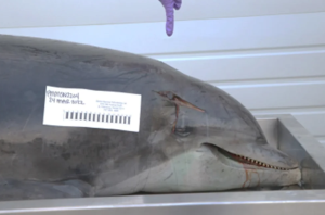 Delfín apuñalado cerca de su ojo fue encontrado muerto en una playa de Florida