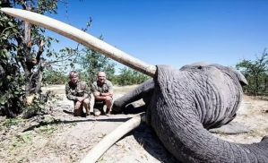 Cazador pagó 50 mil dólares para matar al elefante tusker más grande de Botswana