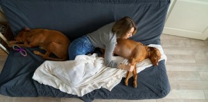 La súplica de una veterinaria a los dueños que “ponen a dormir” a sus perros
