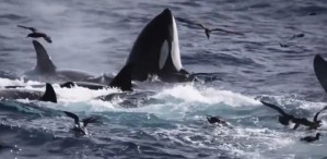 “Dio su último aliento y desapareció”: el VIDEO de una ballena azul gigante siendo devorada por 70 orcas