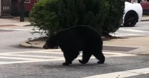 El oso más respetuoso de la ley en EEUU: usa el paso de peatones y mira a ambos lados (VIDEO)