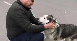El tierno reencuentro entre un perro y su dueño después de la masacre rusa en Bucha (VIDEO)