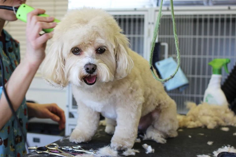 ¿Por qué no es bueno cortarle mucho el pelaje a los perros cuando hace calor?