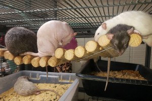 Debilidad por las alimañas: Tiene 50 ratas de mascotas y a todas las consiente como si fueran bebés
