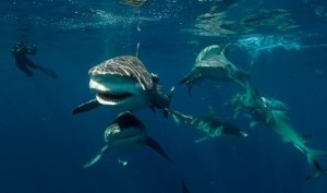 Alarma en el mar: un tercio de los tiburones podría desaparecer en los próximos años