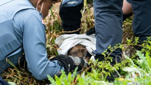 Zorro que mordió a nueve personas a las afueras del Capitolio de EEUU tenía rabia