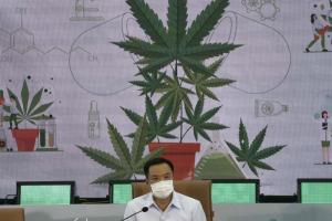 Tailandia distribuirá de forma gratuita un millón de plantas de marihuana entre la población