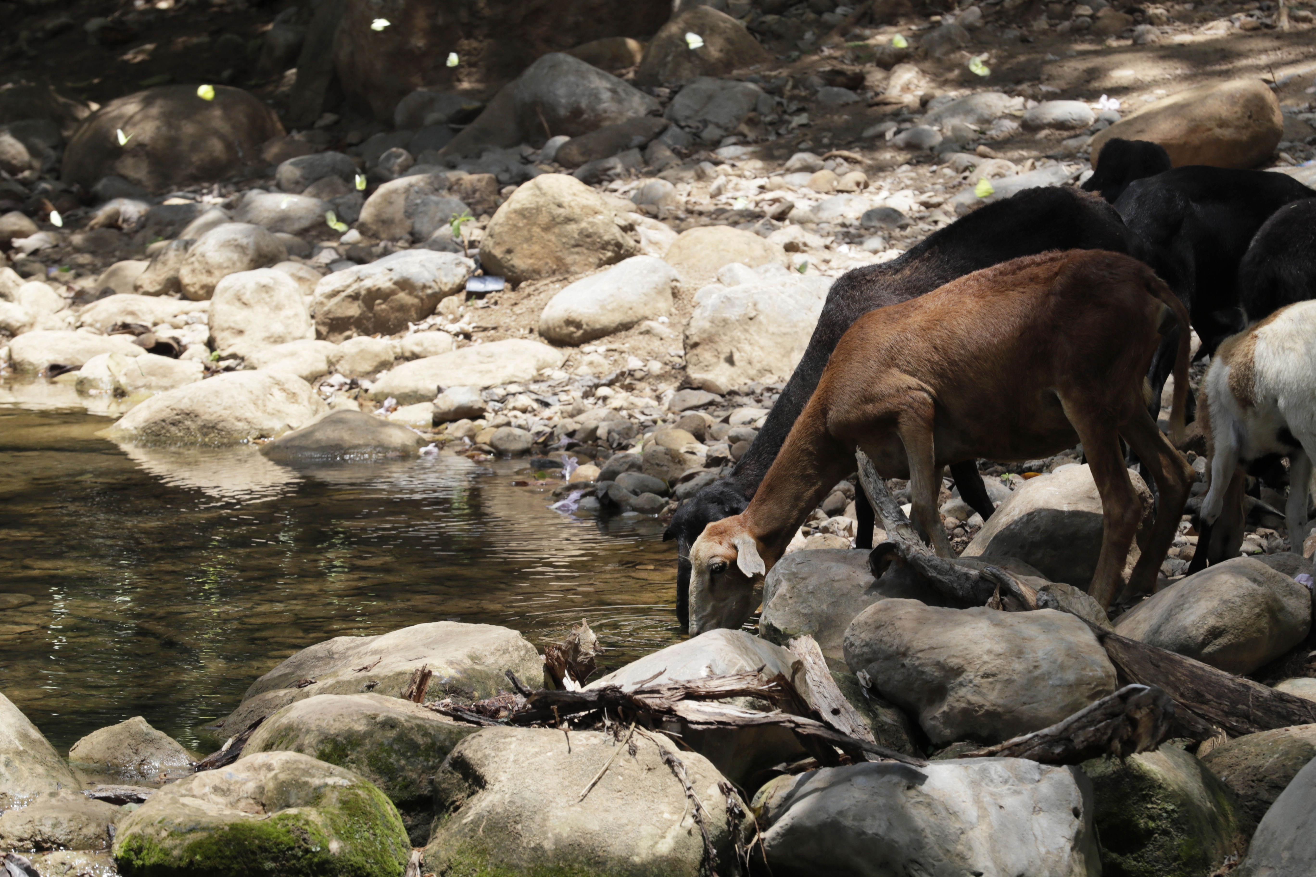 En La Guajira colombiana sí se habla de Bruno, el arroyo amenazado por una minera