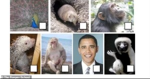"Localicen al primate": Poner a Obama en una clase de simios le costó a una profesora de EEUU una severa reprimenda