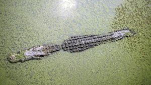 VIDEO: El aterrador momento en que un cocodrilo arrastra un cuerpo de un pescador en un río