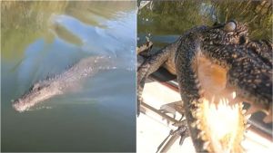 VIDEO: Espeluznante momento en que un cocodrilo salvaje se lanzó contra el bote de una pareja