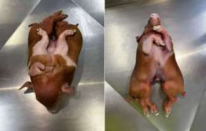 Impresión en la comunidad científica: Nació un cerdo con ocho patas e investigan posible mutación (IMÁGENES)