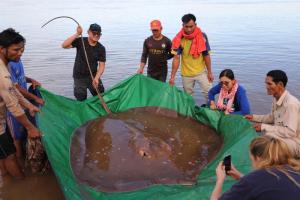 Una raya enorme bate nuevo récord mundial por ser el pez de agua dulce más grande