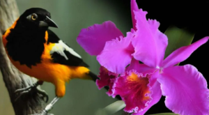 Este #23May es el Día Nacional de la Orquídea y el Turpial
