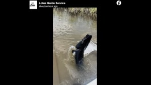 “De puro miedo”: Así es el aterrador pez que atrapó un pescador en pantano de Texas